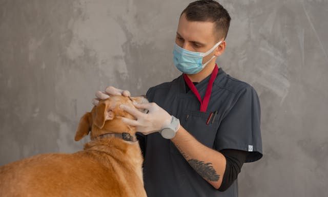 Family-Friendly Tips For Better Pet Health And Nutrition