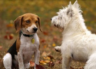 Signs of An Ill Pet you May be Overlooking