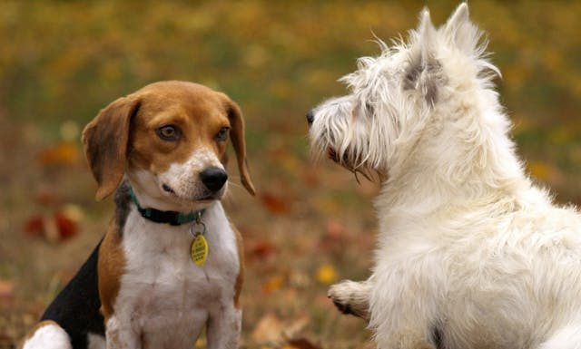 Signs of An Ill Pet you May be Overlooking