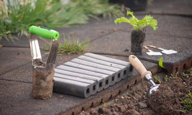 Essential Tree Care Tips for Homeowners in Northwest Florida