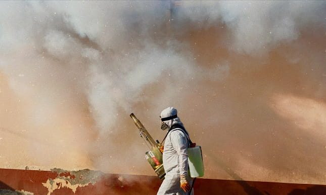 Why Professional Pest Management Is A Smart Long-Term Choice