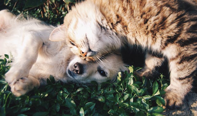 Questions to Ask Before Adding a 'Fur Baby' to Your Human Family