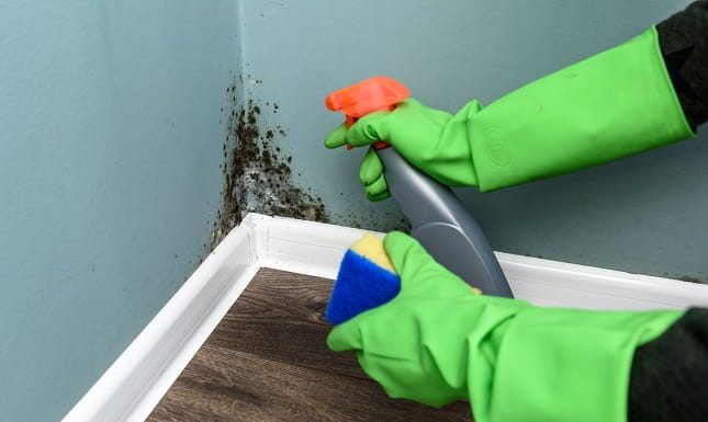 What Not to Do When Cleaning Mold: 7 Mistakes That Make It Worse