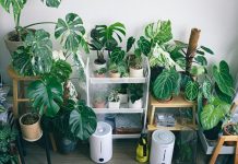 Fake Plants vs Real Plants: Making the Eco-Friendly Choice