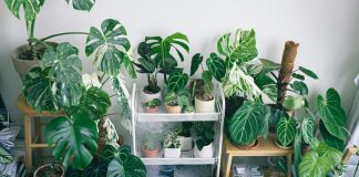 Fake Plants vs Real Plants: Making the Eco-Friendly Choice