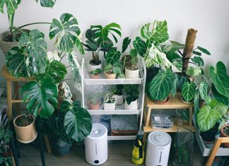 Fake Plants vs Real Plants: Making the Eco-Friendly Choice