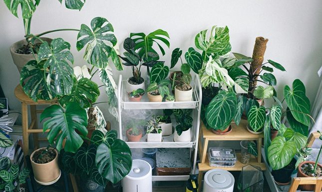 Fake Plants vs Real Plants: Making the Eco-Friendly Choice