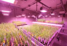 Exploring Unique Horticulture: From Carnivorous Plants to Hydroponics