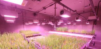 Exploring Unique Horticulture: From Carnivorous Plants to Hydroponics