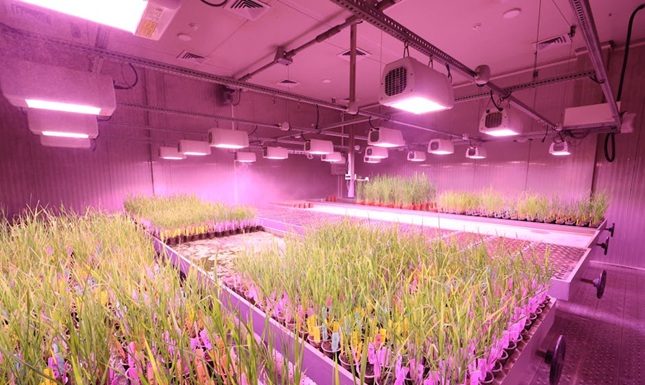 Exploring Unique Horticulture: From Carnivorous Plants to Hydroponics