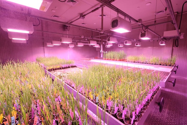 Exploring Unique Horticulture