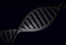 Learning About Your Past with DNA