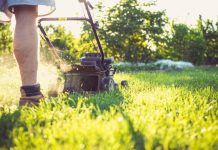 Why Sir Walter Buffalo Stays Green in Summer When Other Lawns Turn Brown