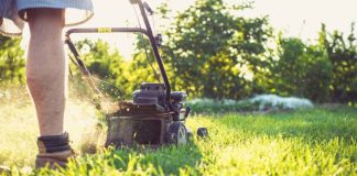 Why Sir Walter Buffalo Stays Green in Summer When Other Lawns Turn Brown