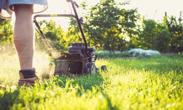Why Sir Walter Buffalo Stays Green in Summer When Other Lawns Turn Brown