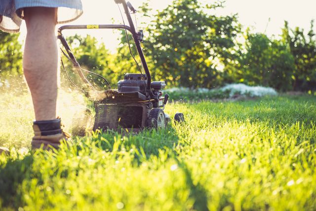 Why Sir Walter Buffalo Stays Green in Summer When Other Lawns Turn Brown